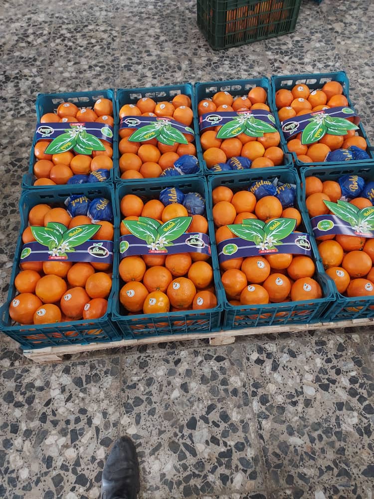 پرتقال تامسون سوپر